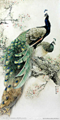 Male and female peacocks, probably watercolor and calligraphy ink - Chinese art. Love the detail and soft focus of the background flowers, too.: 