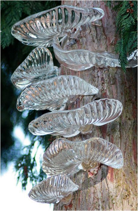 glass fungus: 