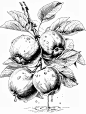 黑白版画:苹果 - 小红书