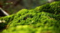 General 2560x1440 macro moss