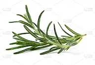 迷迭香的分支