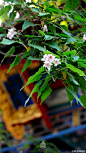 #爱上这座城#五月一日，暮春。此时芳菲未尽，来御花园尽赏花漫楸树、芍药初绽，到慈宁宫花园续品倾城牡丹……