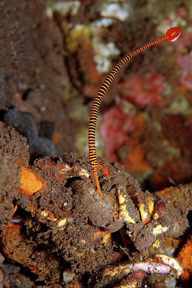 刺鱼目黄环海龙
