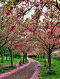 I want a long driveway lined with blossoming cherry trees or dogwoods