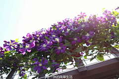 蓝莓小主采集到花朵集四