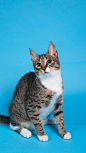 猫咪 猫 幼猫奶猫 猫猫  大猫 可爱 动物 宠物 壁纸