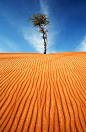 [抗争（Resistance）] 国家摄影师Abdullaziz Bin Ali在阿拉伯联合酋长国拍摄的作品《抗争（Resistance）》，拍摄于阿拉伯联合酋长国沙迦附近的沙漠。非常经典的构图，完美的线条和色彩，沙子的颜色和质地非常抢眼，很难想象树能在这种环境下存活。出色的细节，沙子上的纹路将视线很好的引向了绿树，同时树被云很好的衬托出来。
