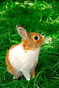 可爱,复活节兔子,坐,青草,户外_360图片