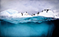 据英国《每日邮报》11月2日报道，美国加州的摄影师贾斯汀·霍夫曼（Justin Hoffman）近期在南极洲的彼得曼岛（Peterman Island）拍到一组企鹅跳水嬉戏的动人画面。为了能拍到最好的画面，他甚至不惜跳入冰冷刺骨的海水中，以独特的视角捕捉企鹅跳水的镜头。

画面中，彼得曼岛上的阿德利企鹅、巴布亚企鹅、帽带企鹅成群结队地走到一座冰山边缘，纵身跃入零下2度的寒冷海水中。

虽然此番拍摄十分艰辛，但是30岁的摄影师表示，看到这些可爱的企鹅在地球上最严酷的环境中生存得这么愉快真是令人不可思议。