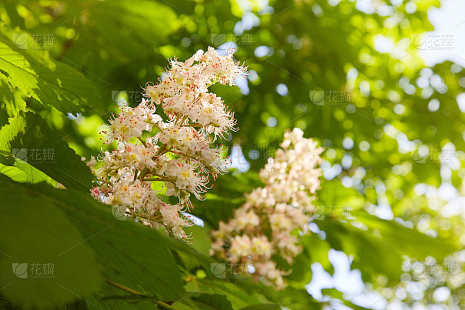 栗子花