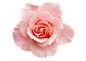 玫瑰花 png