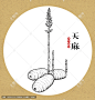 天麻 手绘天麻 药材 医草 手绘植物花草 手绘中草药 草药 中草药包装插画 天麻包装插画 草本植物 中草药 中药本草纲目 百草集 手绘天麻线描插画