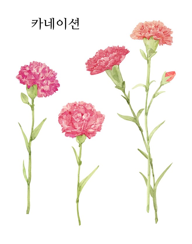 水彩花卉
