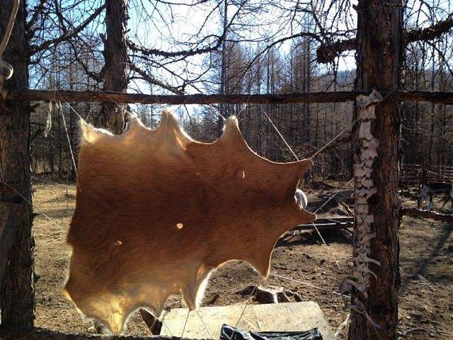 兽皮的搜索结果_百度图片搜索