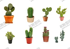 仙人掌 【酷图网】仙人掌,多肉,沙漠植物,仙巴掌,火焰