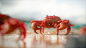 The Crab- Sunny Day on the Beach
Hi guys! I'm here again to share another I've been having an intensive week! not only about create stuff, 10 hours working inside a office and trying to keep the motivation to do my personal work, less sleeping hours Thank