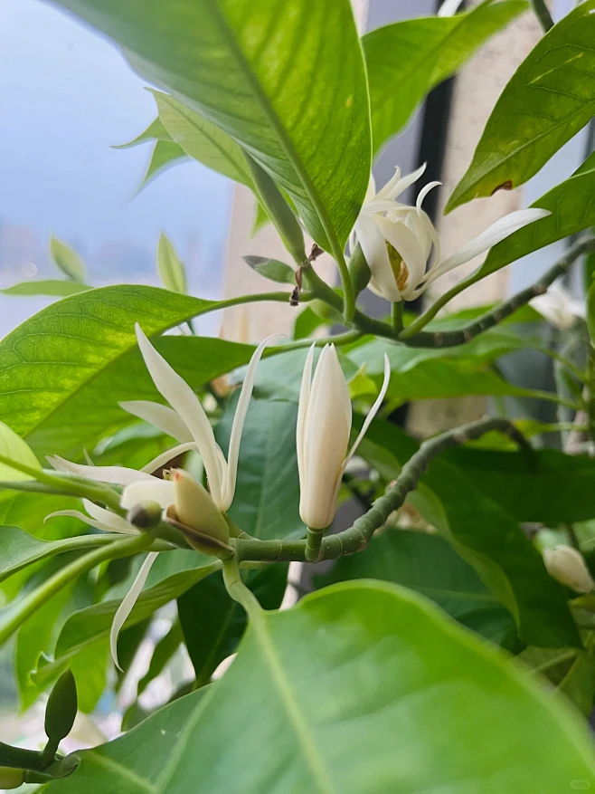 养了一年多的白兰花开了-花瓣网