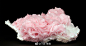 像粉色玫瑰的Rhodochrosite(菱锰矿) ​​​​