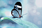 Glasswinged butterfly
