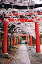 Kyoto Takenaka-inari-jinja Shrine cherry blossoms，Japan