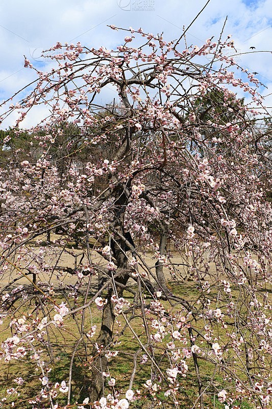 梅树