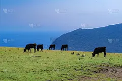日本东京八公岛的春景