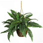 Boston Fern Hanging Basket