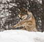 Timber Wolf by Conrad Tan