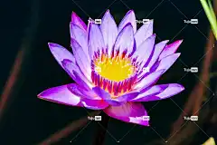 莲花 4K壁纸1920X1080 花 全高清壁纸 水 自然 开花