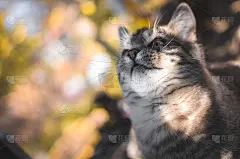 有趣的小花猫正在玩玩具，张着嘴，表情包照片