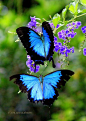 gorgeous butterflies | Butterfly... Fly Away