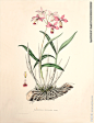 手绘花朵 兰花插画 植物 自然