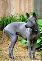 Click on the picture to read the article about #Thai #Ridgeback #Dog