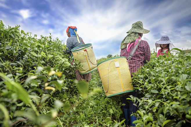 Tea picker picking t...