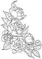 1000幅花卉线稿资料，拿去临摹学画
