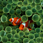 Clown Fish download - Desktop Wallpapers, HD and iPhone Wallpapers, Free download