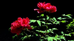 牡丹花高清电脑壁纸桌面壁纸3