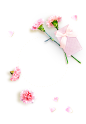 爱和感恩节 康乃馨 米色背景 鲜花 png 免扣元素 cm18010256