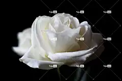 玫瑰 花 白玫瑰 玫瑰绽放 花瓣 玫瑰花瓣 盛开 花壁纸 开花