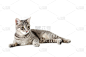 灰发,猫,白色,自然美,分离着色,斑纹猫,水平画幅,爪子,白色背景,动物身体部位