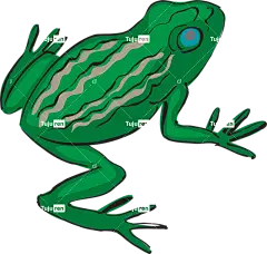 青蛙 两栖类 热带 雨林 异国情调 自然 野生动物 玻璃容器