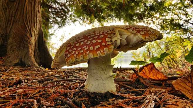 #Mooshrooms, #nature...