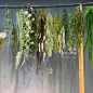 仿真垂挂吊顶植物吊挂玻璃球餐厅灯饰水草简约绿植家居装饰挂件-淘宝网