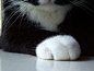 宠物图片：温柔的猫爪 (6)