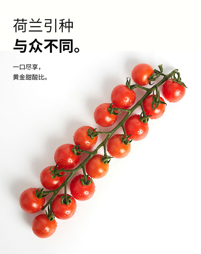 【枝纯枝纯 温室串收小番茄 198g】枝纯温室串采番茄 小西红柿 红果 约198g/盒 新鲜水果【行情 报价 价格 评测】-京东