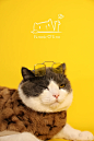 Get新技能了❗在家给小猫咪拍一套写真吧 - 小红书