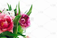 贺卡,郁金香,春天,白色,牡丹,白昼,粉色,紫色,轻的,母亲节