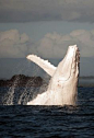 White whales, such as the recently spotted humpback nicknamed Migaloo, are rare and elusive creatures. He’s been seen more than 50 times, including a few times around the Great Barrier Reef.