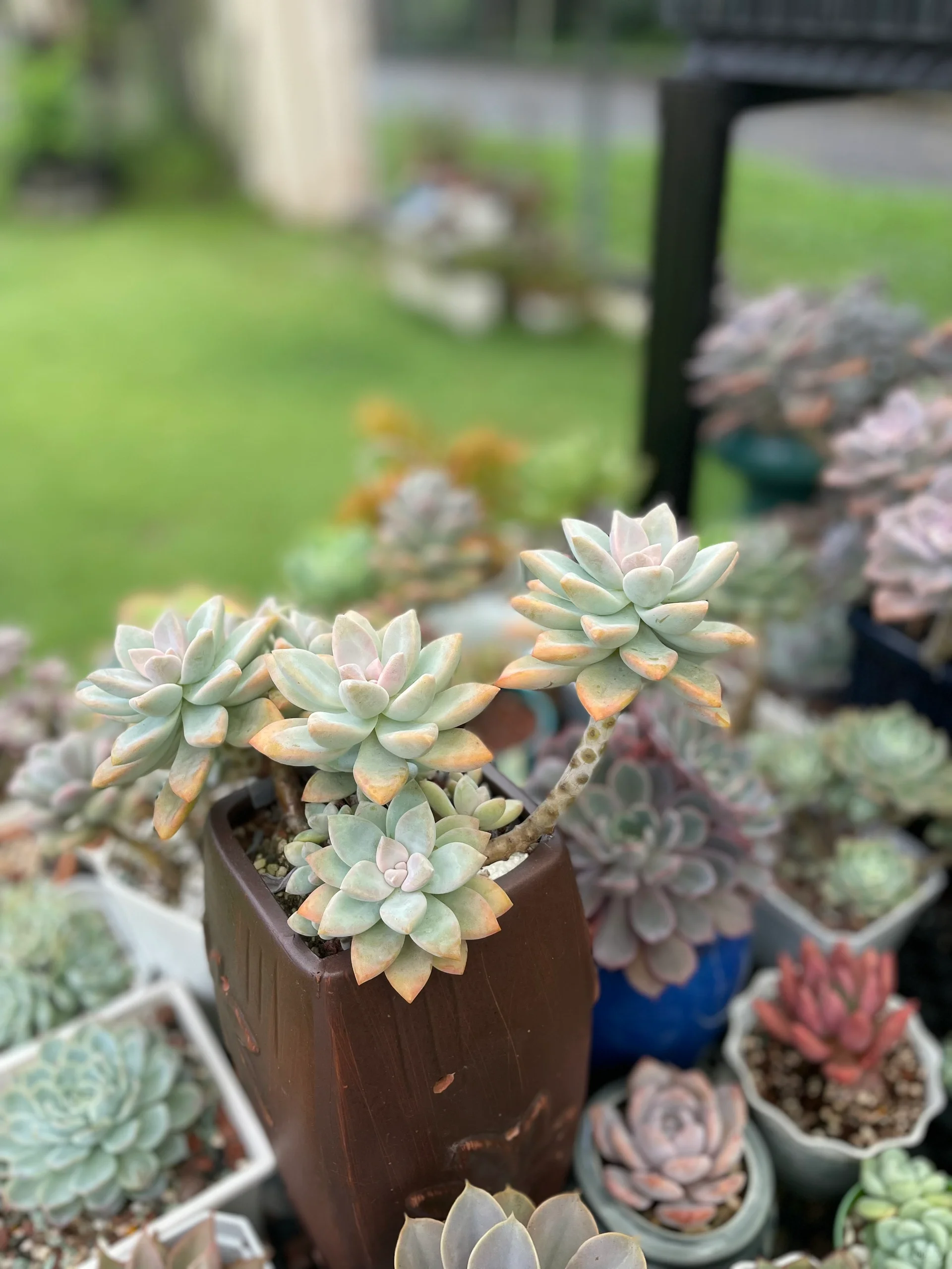 最爱多肉植物#马来西亚天气养多肉#多肉控#紫雾