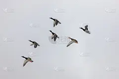 六只鸭子在飞翔